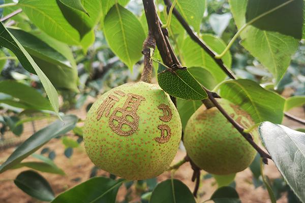 大满贯官网-不凡成绩非凡,相信品牌的实力